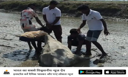 कुंवरपुर में शारदा नदी के दलदल में फंसा बैल